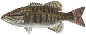 Smallmouth Bass